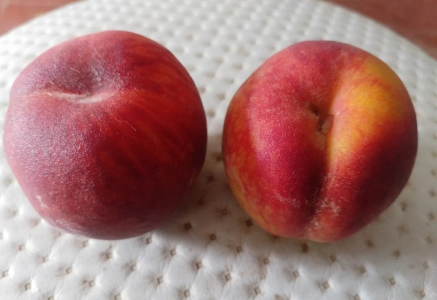 Мои первые персики, 2023 г