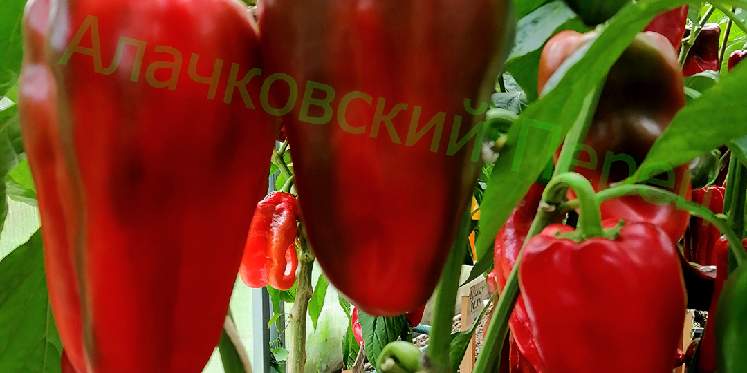 Перцы. Повторение - мать учения. Часть 10.