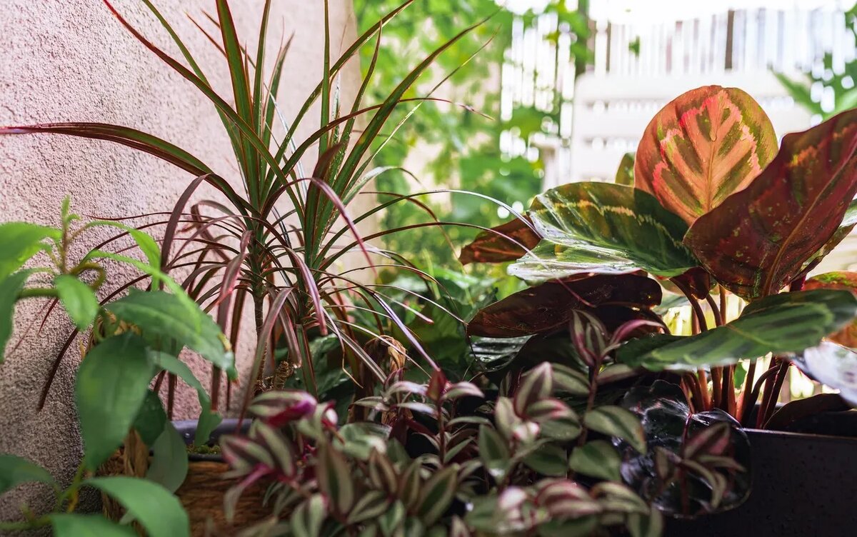    Фикус постоянно желтеет? Есть 6 растений, которые выживут даже в самой темной квартире