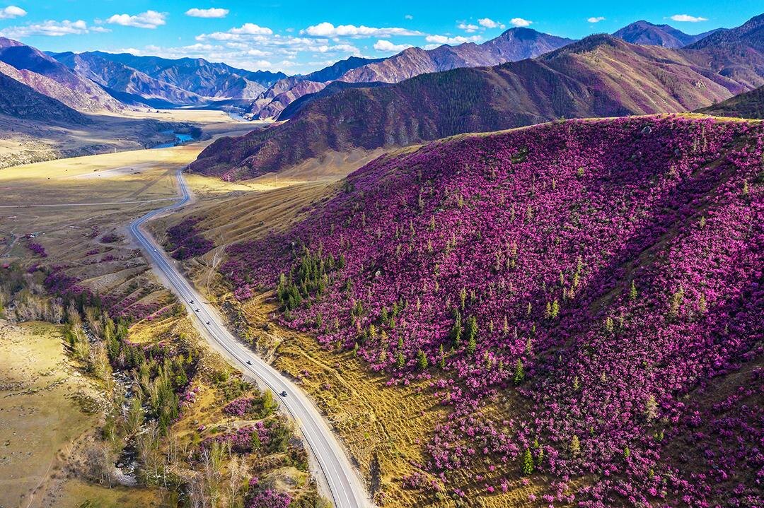 Алтай, цветение маральника