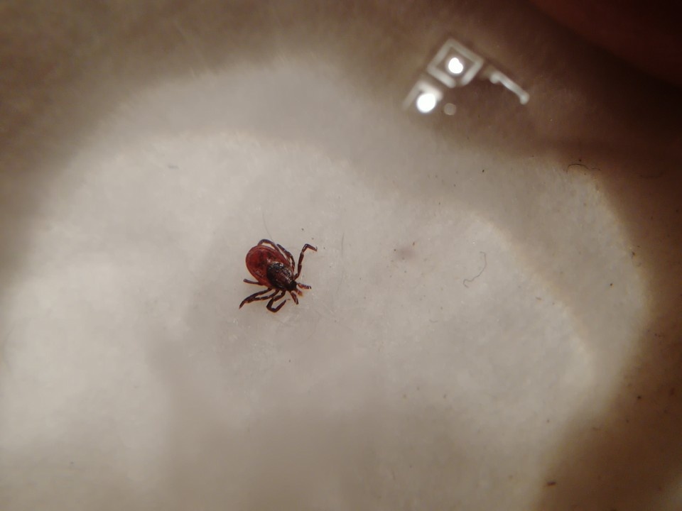    . Мария ЛЕНЦ