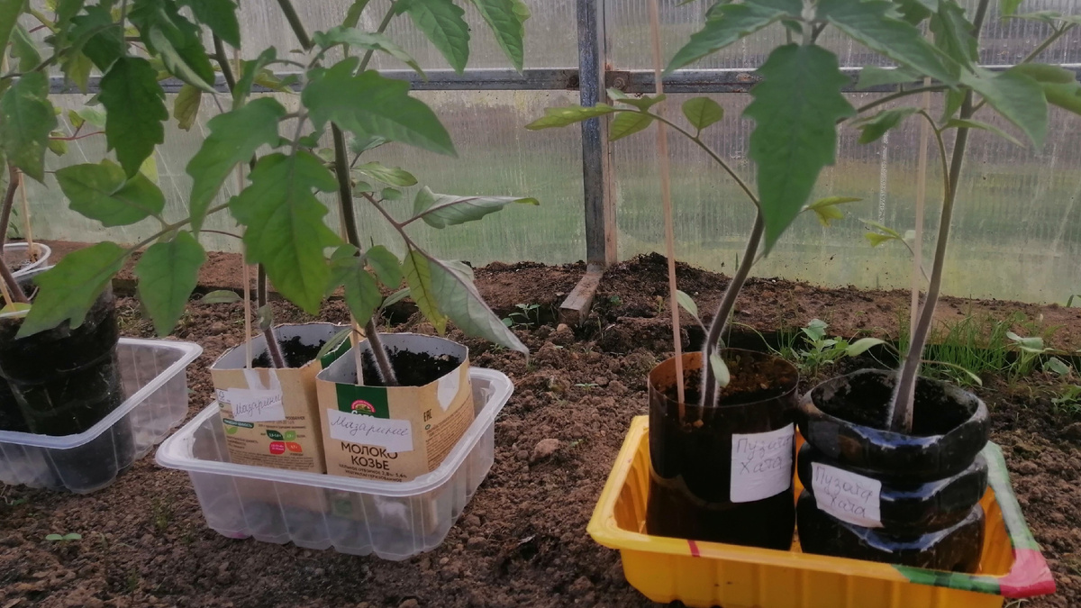 Пятнадцатое мая, календарь говорит «пора» — а земля ещё не готова. Как не попасть в эту ловушку, расскажу дальше.