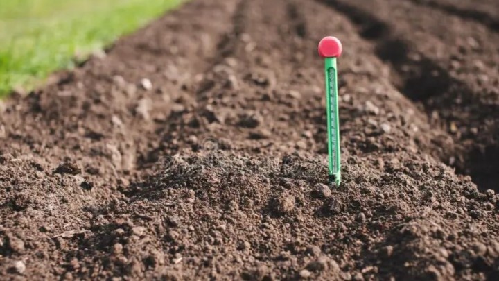 Почвенный термометр — самый честный советчик при высадке рассады. +12°С для томатов, +15°С для перца — меньше не стоит.