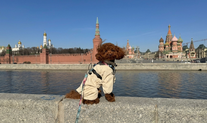 Сколько живут той-пудели и от чего это зависит