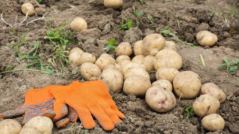 Молодой картофель в июле — награда за правильный выбор сорта ещё весной