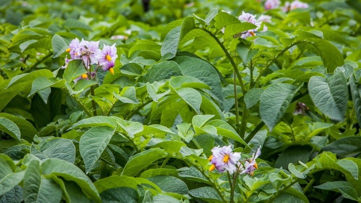 Удача хорошо себя чувствует и на суглинке, и на лёгкой супеси