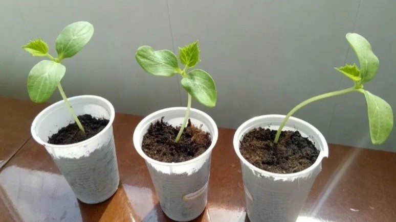 Рассада огурцов вытянулась: 2 способа спасти и получить крепкий куст