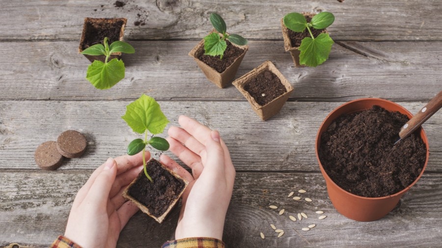 Перевалка с комом земли — корни не тревожу, стебель заглубляю до семядолей