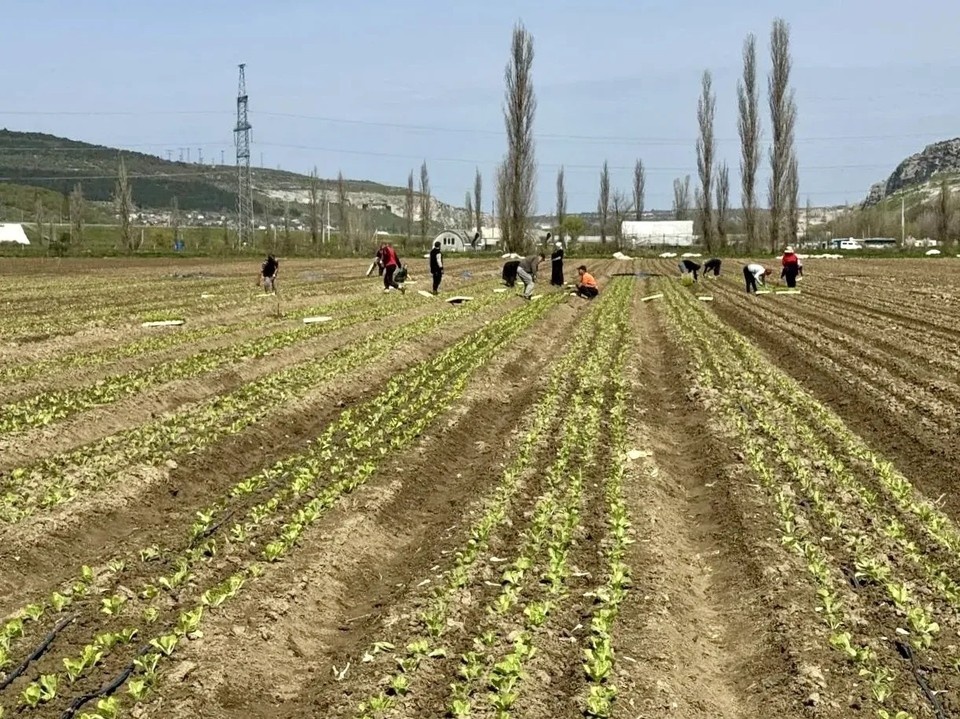    Осенью плантацию расширят до пяти гектаров. Фото: канал Михаила Развожаева в MAX
