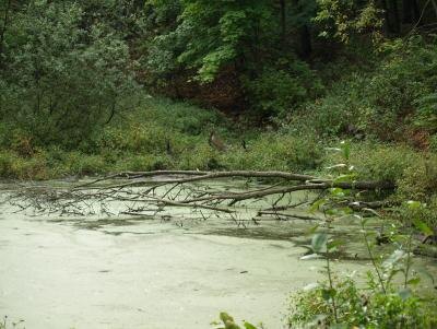 На расчистку реки Хопер в Саратовской области требуется 100 миллионов рублей