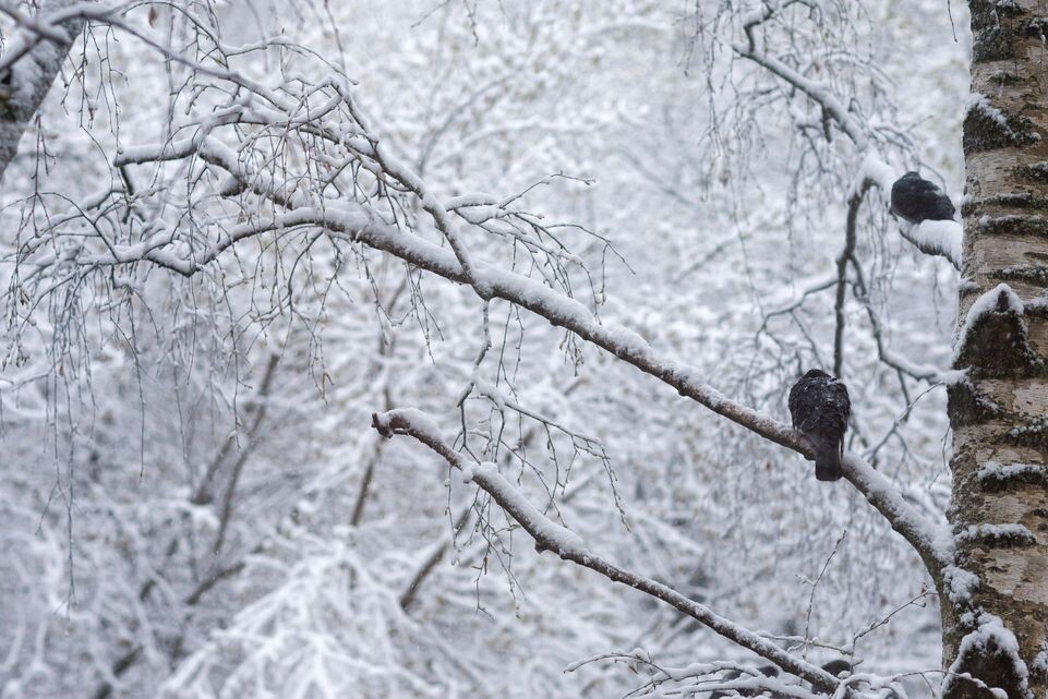    Снежный апокалипсис в Подмосковье / Медиасток.рф