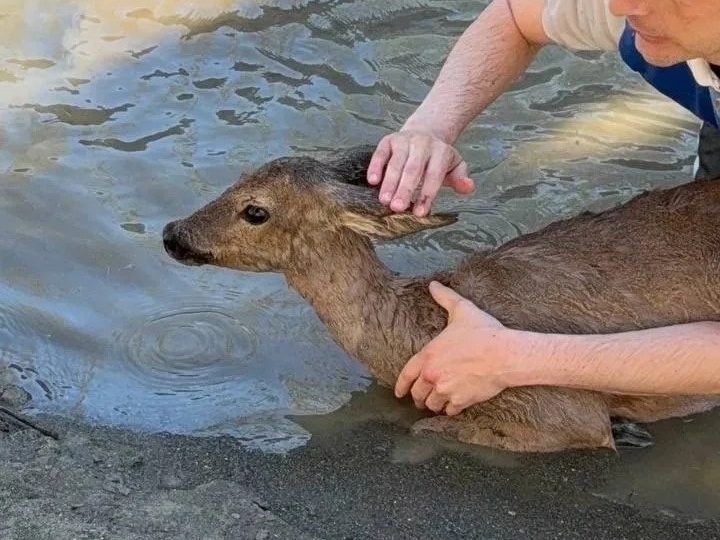 В Сочи заявили об угрозе диким животным из-за стай безнадзорных собак