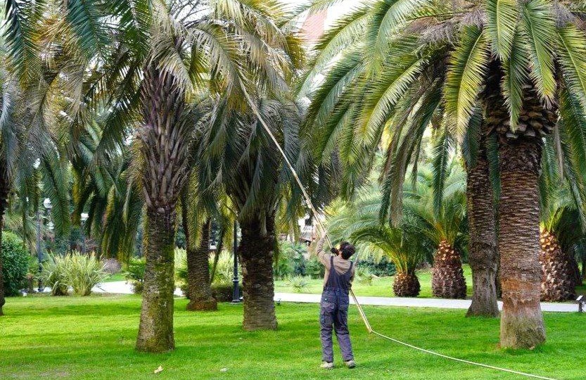В Сочи от вредителей спасают 7000 пальм