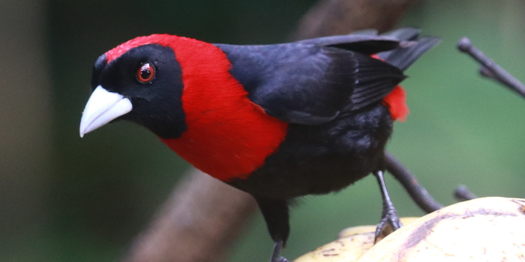 Огненный сереброклюв (Crimson-collared Tanager, Ramphocelus sanguinolentus apricus)