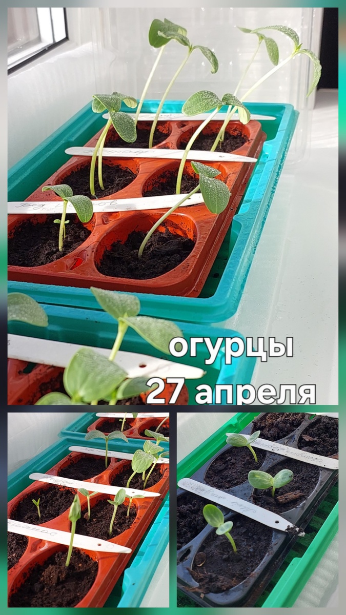 Новые посевы