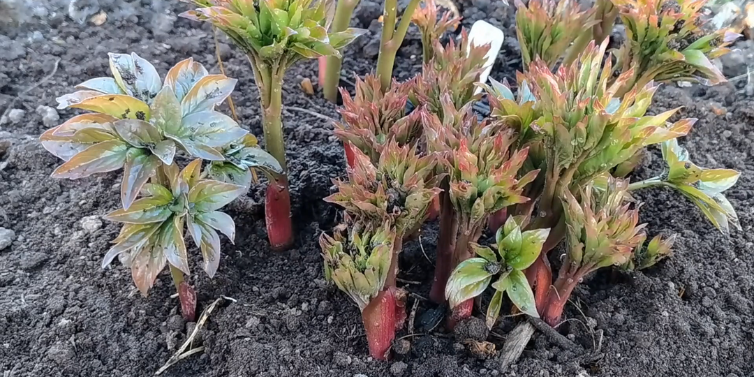 Чем подкормить пионы весной для красивых, крупных цветов