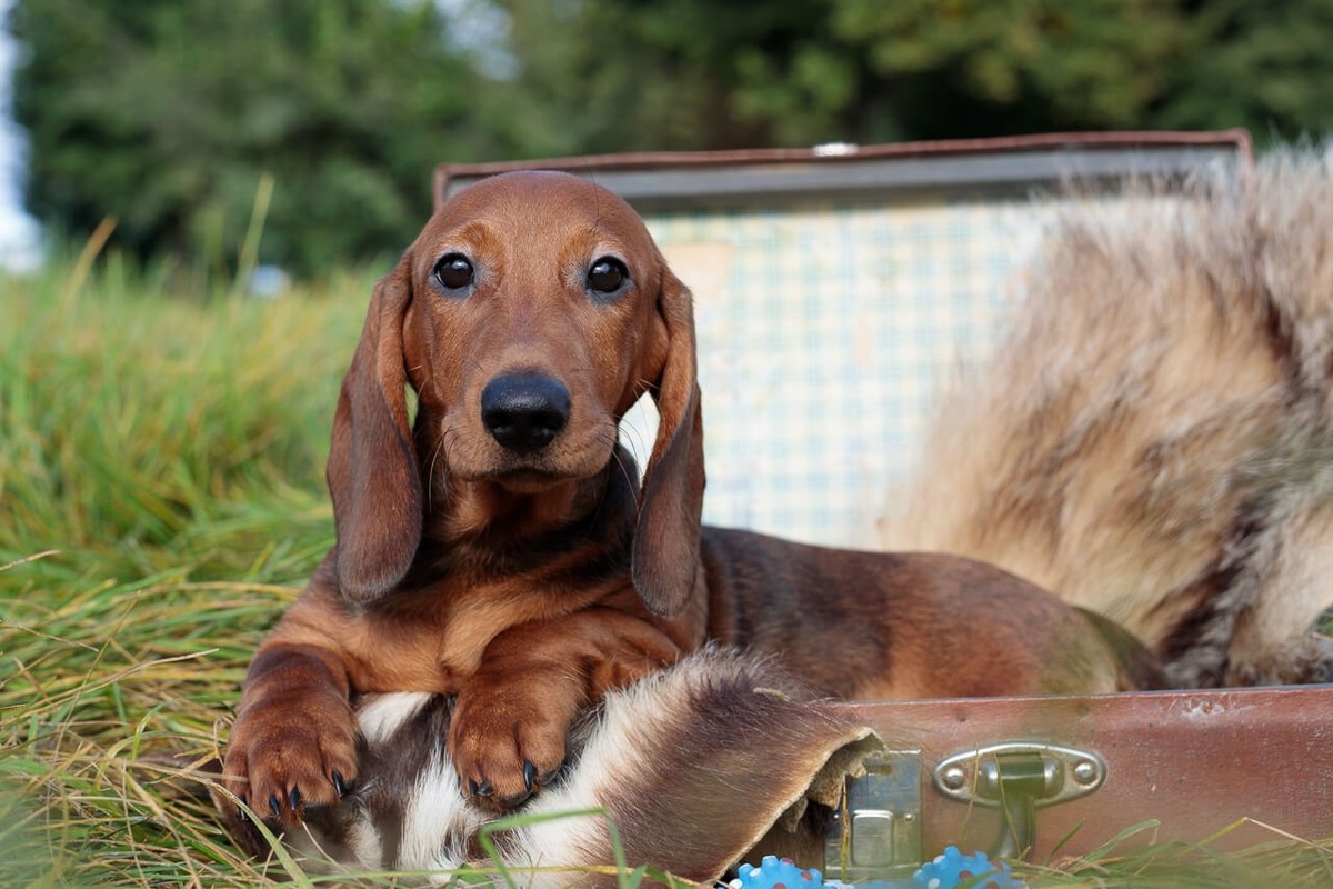 Пакуем чемоданы Бруно - Dachshund Land Ucalegon Ustaros собирается к своим хозяевам