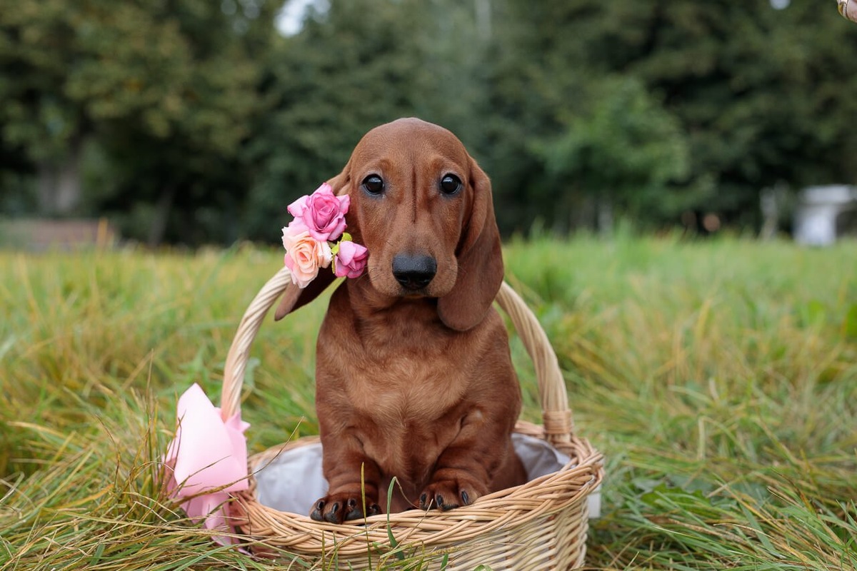 модница Розочка - Dachshund Land Umbra Ursa