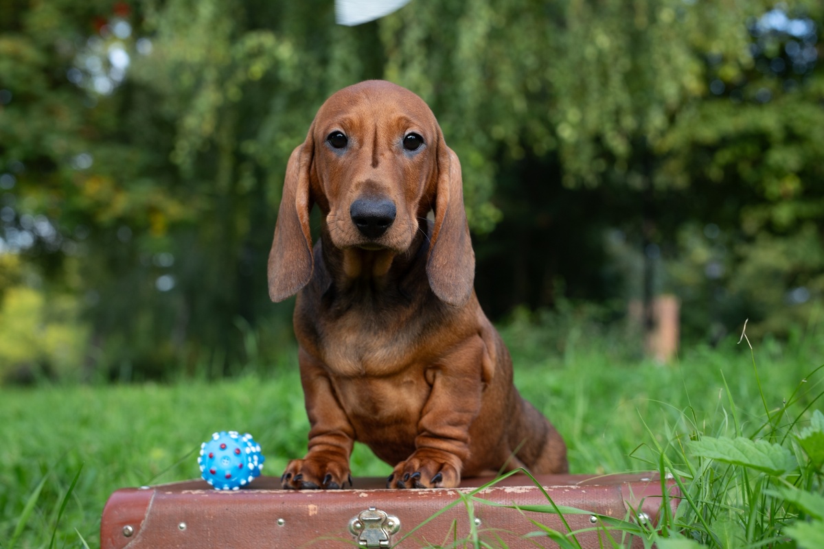 Малыш в ожидании своего любимого хозяина Майло - Dachshund Land Ullidor Uratenos