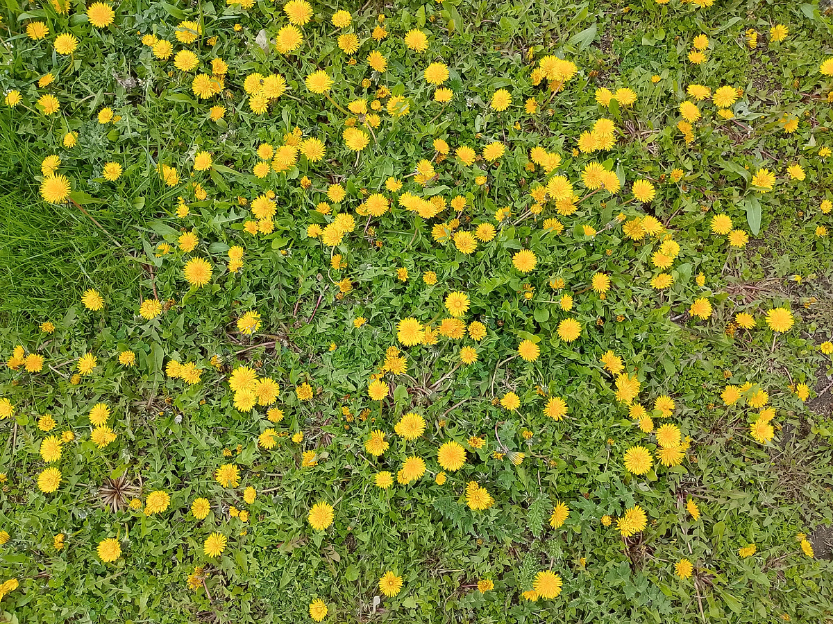 Оранжевые солнышки. 