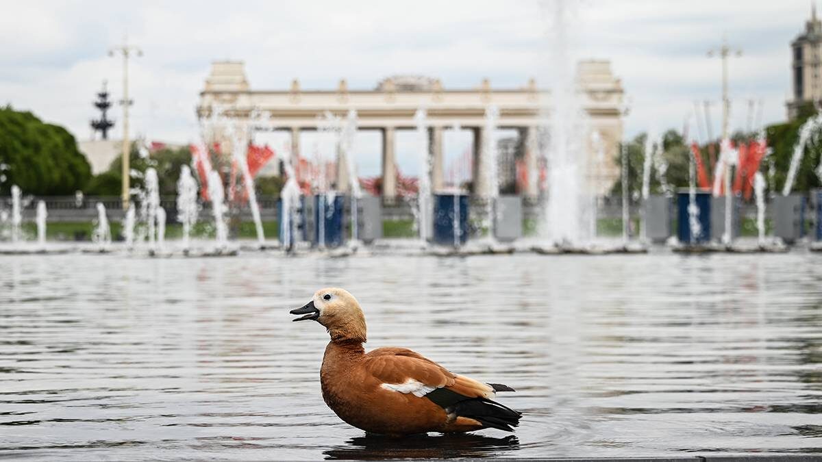    Фото: Пелагия Замятина / Вечерняя Москва
