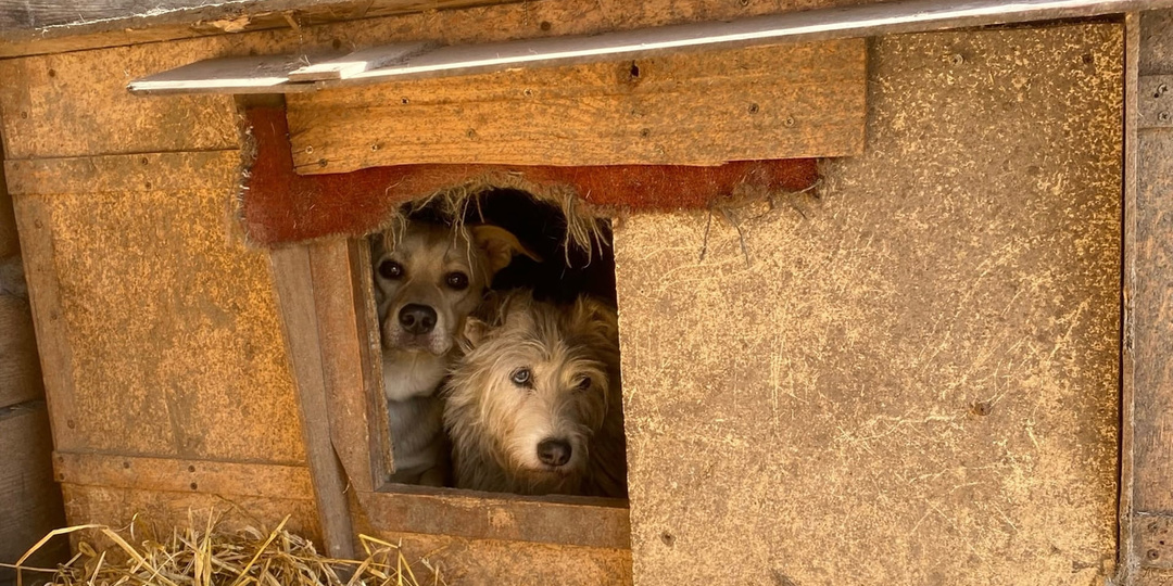 Стало известно, куда передали собак погибшей омской зоозащитницы