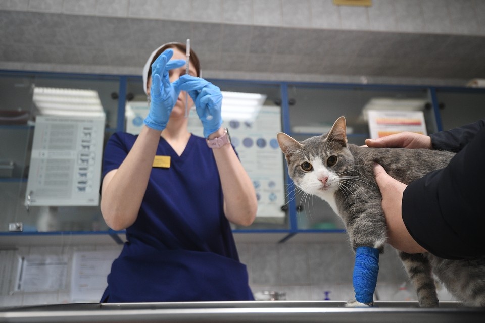    Ветклиники в Ульяновской области продолжать работать на майские праздники Архив "КП"