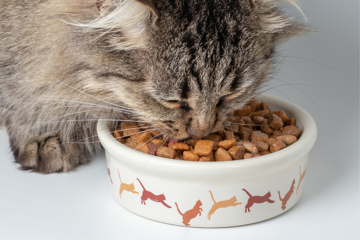 Кошка ест корм 