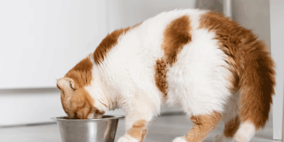 Учёные выяснили, почему кошки иногда перестают есть свою еду