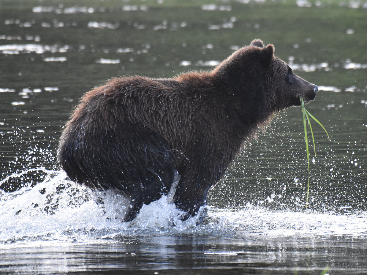 ����������: Forest Service Alaska Region, Public Domain