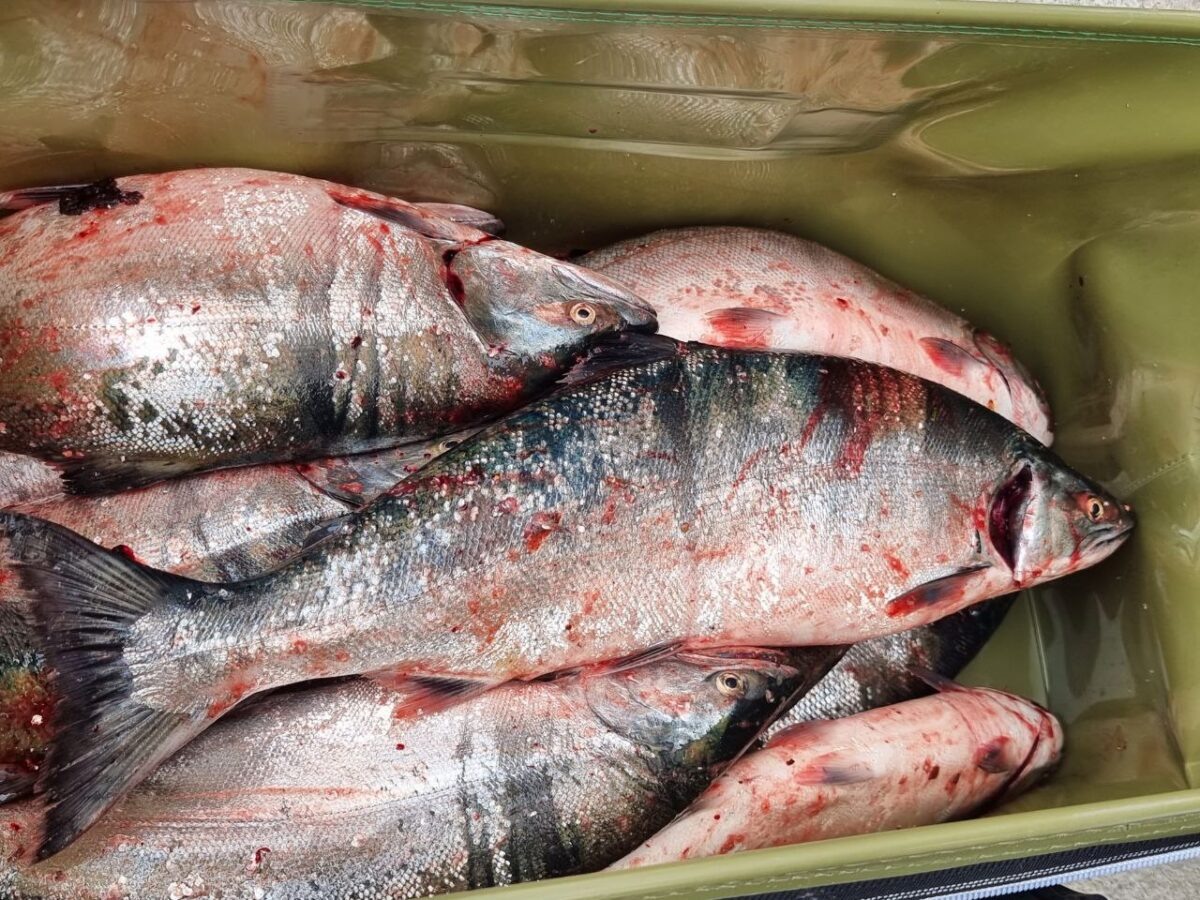 Сима / фото: редакция "СахПресс"