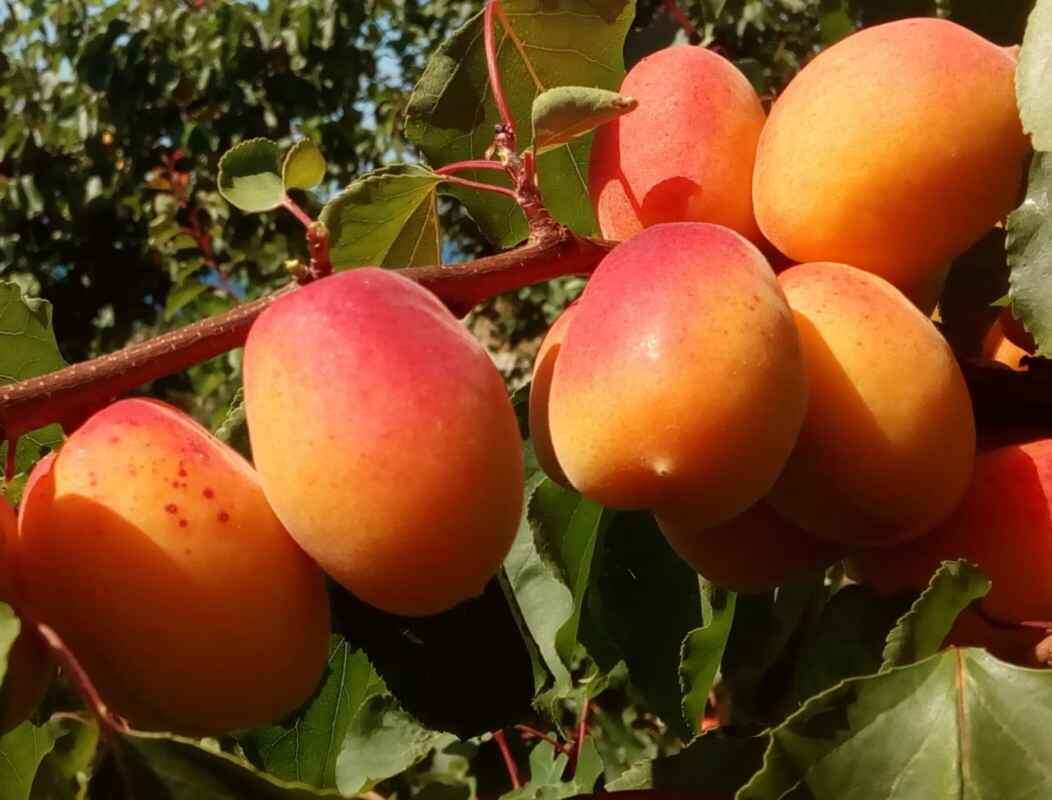 Картинка найдена на просторах интернета, ссылка https://i.pinimg.com/474x/e7/69/82/e769829e319c299dcbcbec58159a7012c2.jpg