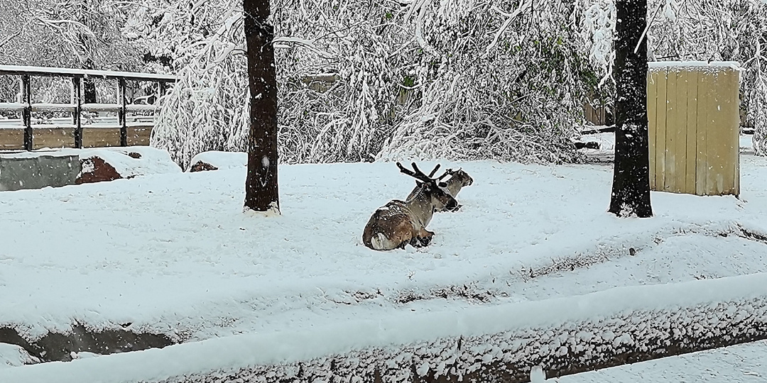 Московский зоопарк под снегом.