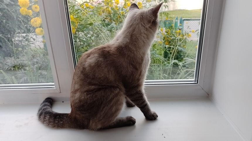 В Омской области женщина погибла после укуса домашней кошки