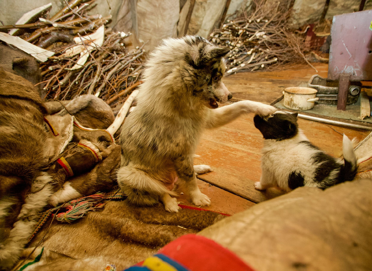 Фото: nenets/Shutterstock/Fotodom