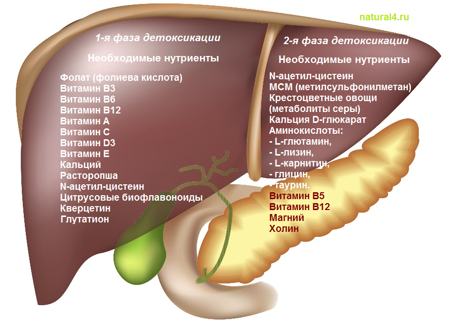 Нутриенты, необходимые для 2-х фаз детоксикации печени