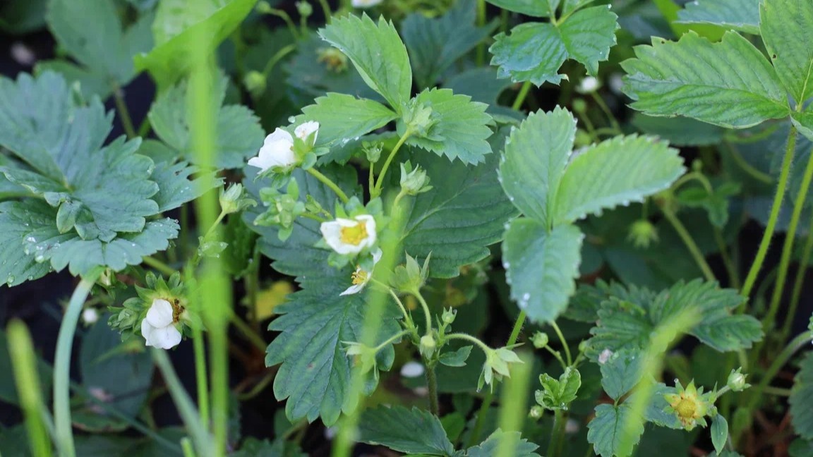 Надломленный бутон — первый признак того, что долгоносик уже здесь