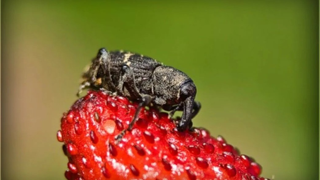 Долгоносик на клубнике — жук небольшой, но урон от него ощутимый