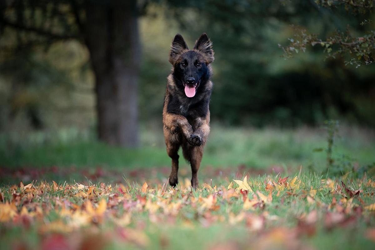 Belgian Tervuren / Shutterstock / FOTODOM📷Тервюрен