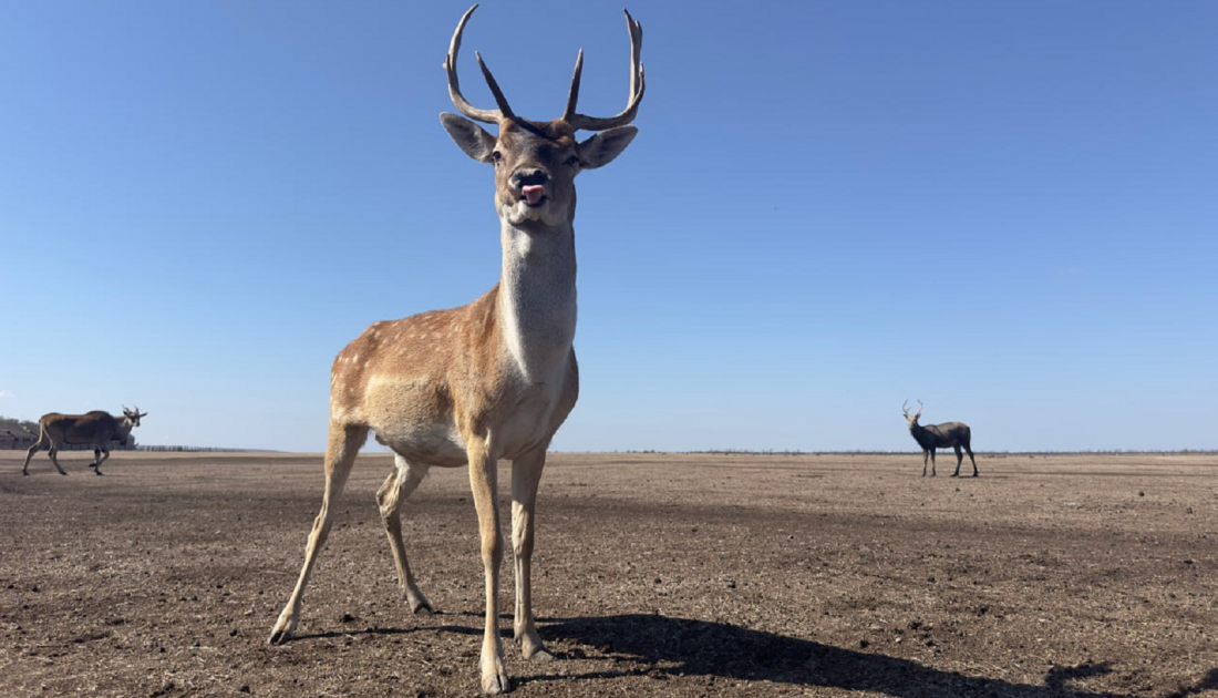 Источник: телеграм-канал Биосферного заповедника «Аскания-Нова»