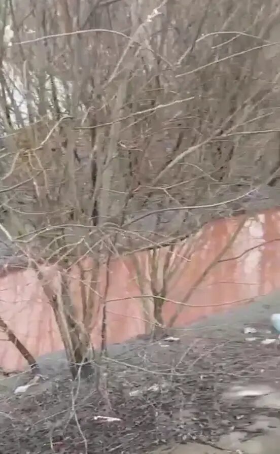   28 марта 2026 года. Река Мурзинка. Фото: стоп-кадр видео пресс-службы Северо-Западного Управления Росприроднадзора
