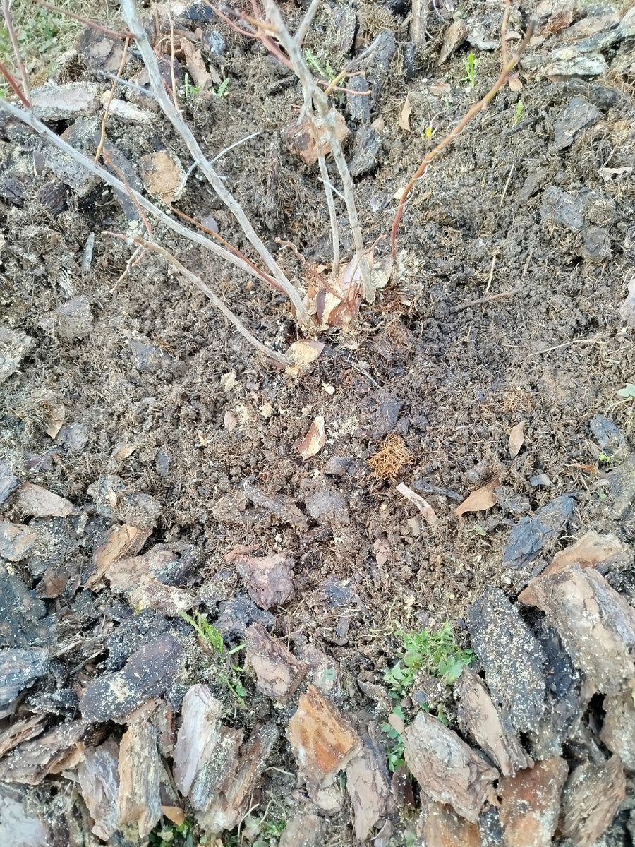 Голубика под мульчей.