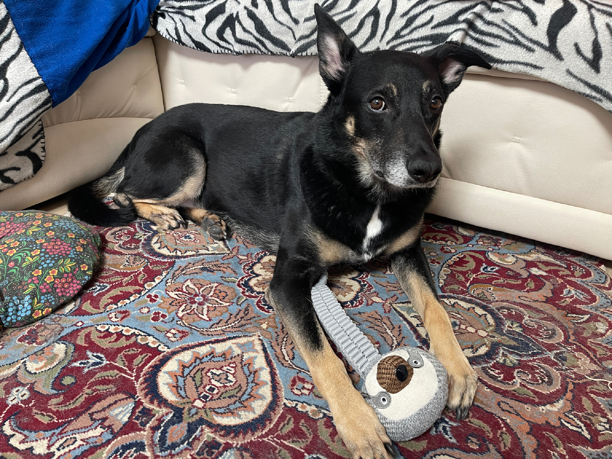 Хотя... Зачем им это нужно?