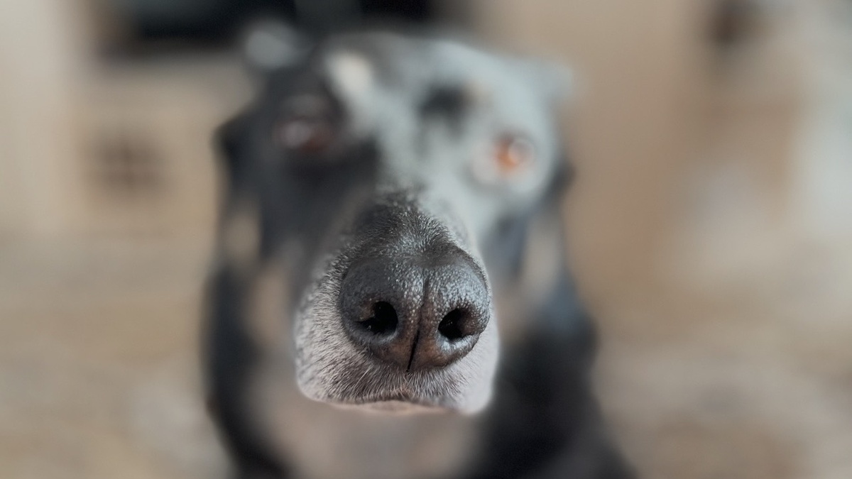 Ты это, Миш, сначала научись фоткать меня так, чтобы не только мой нос был в этом, как его... Фокусе! Во! А то мой нос виден хорошо, а я — нет!