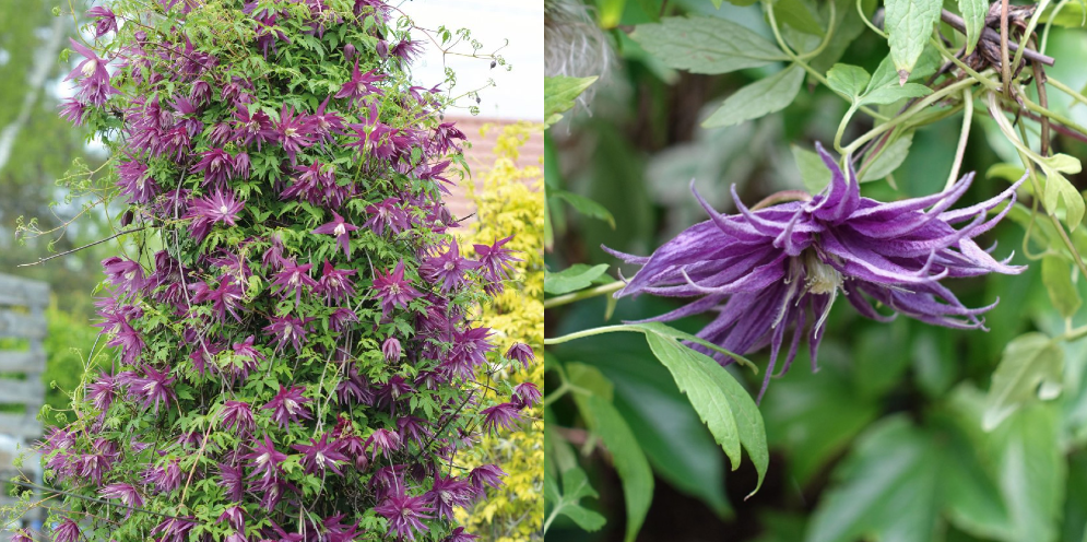 Клематис Виолет Сюрпрайз. Источник фото: https://zpitomnik.ru/product/klematis_violet_surprise/