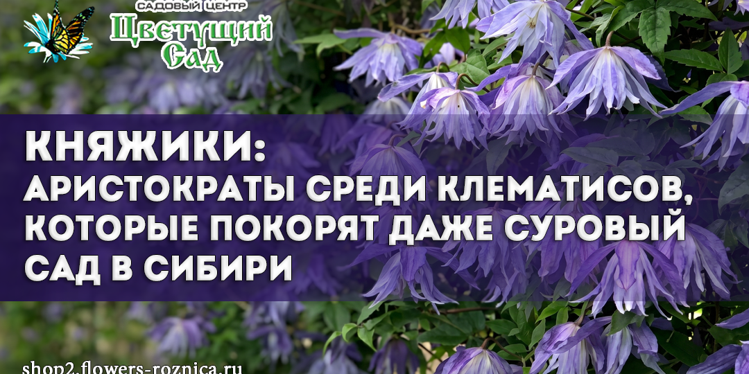 Княжики: аристократы среди клематисов, которые покорят даже суровый сад в Сибири