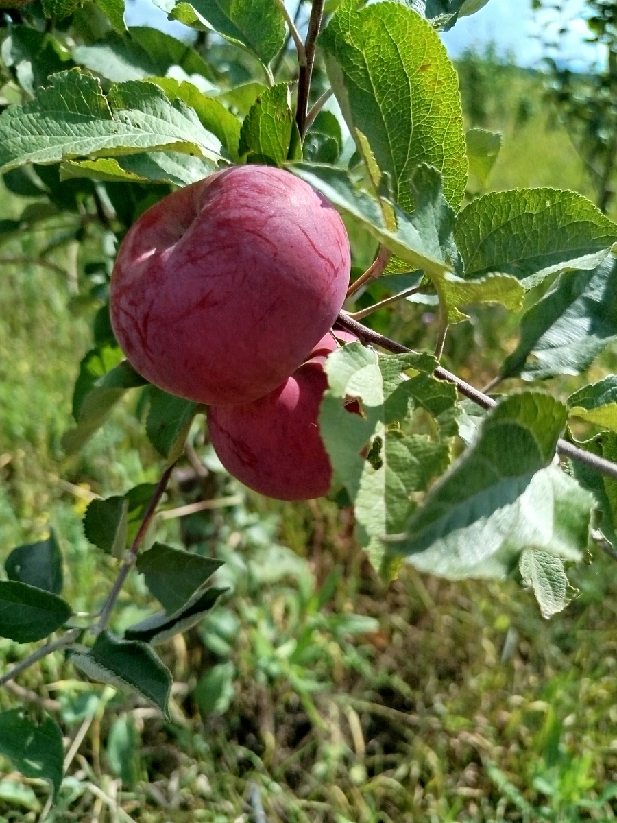 Сорт Розочка 12 августа 2025 г Республика Башкортостан