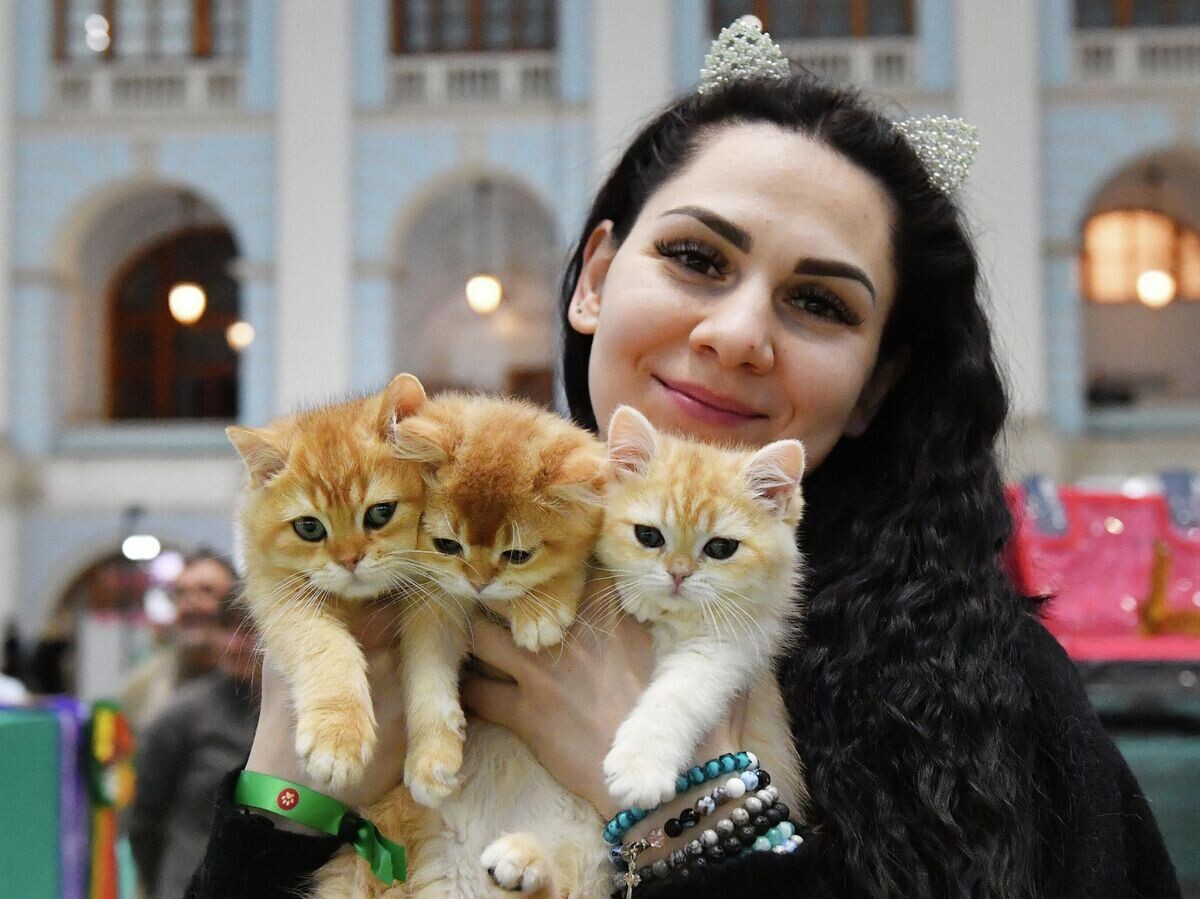    Девушка держит в руках котят британской породы на выставке лучших собак и кошек России "Золотая лапа" в Москве | © РИА Новости / Наталья Селиверстова