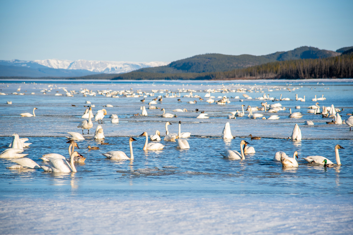 Фото: Пресс-служба «Норникеля», Shutterstock