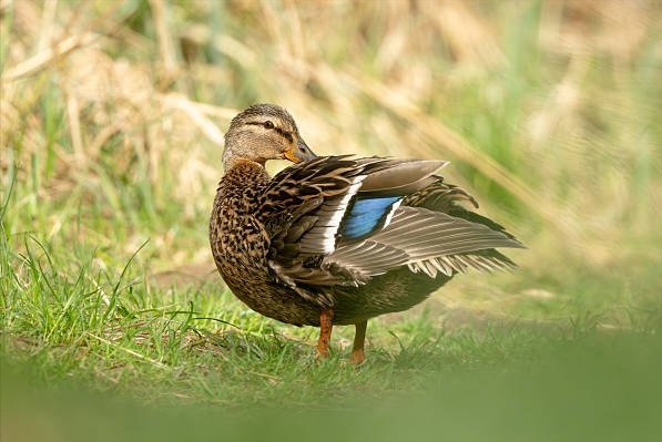 iStock